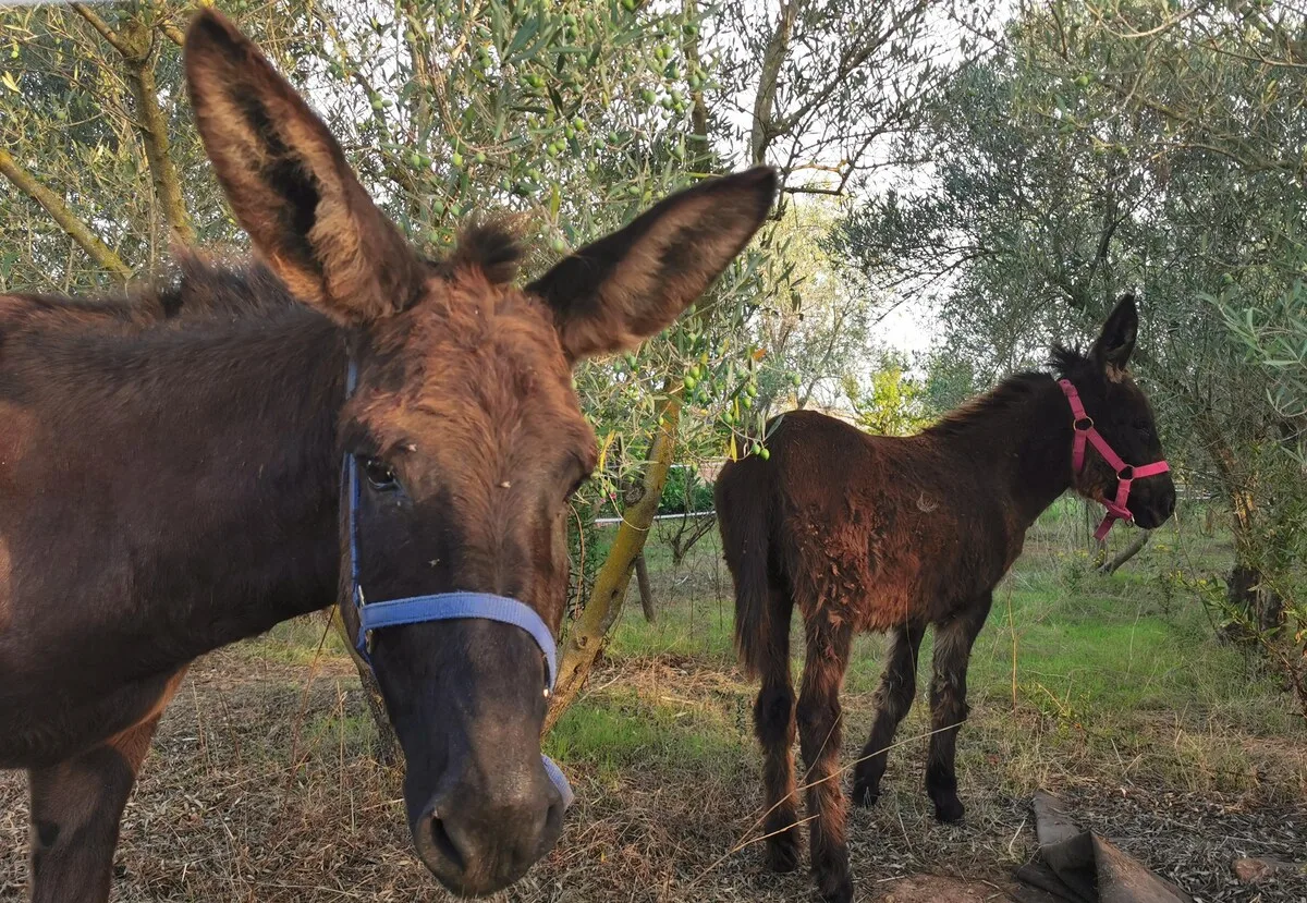 Picarol Petit — foto 014_donkeys